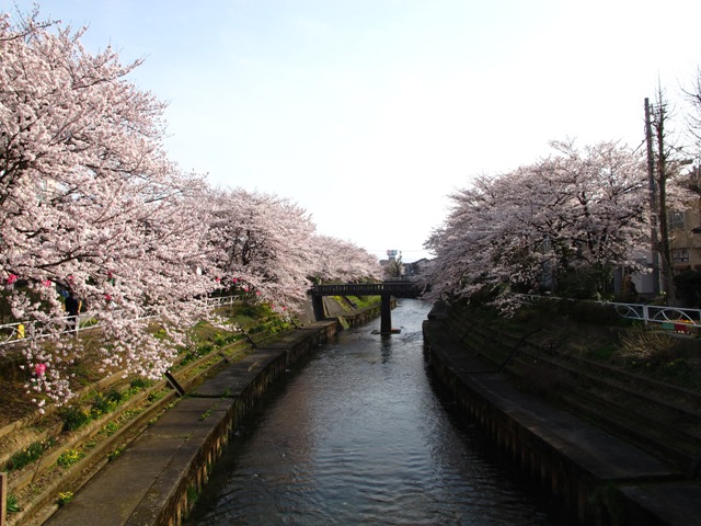 SAKURA_d0121781_19575956.jpg