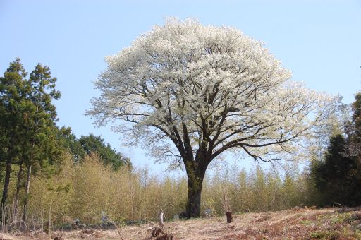 2011/04/11 昼の月光桜_f0167183_23442392.jpg