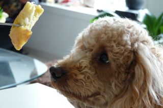 2011年4月11日 フレキシブル_b0098584_8245812.jpg