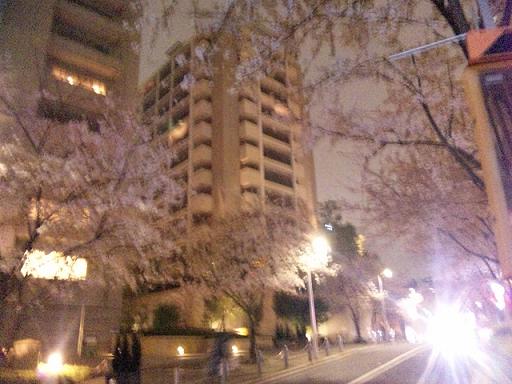 さくら_f0186787_042655.jpg