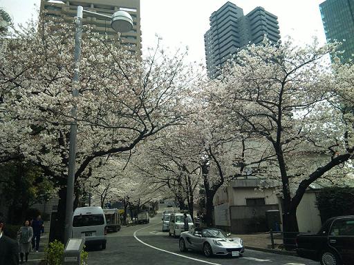さくら_f0186787_045580.jpg