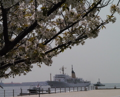 4月11日(月)､桜の神戸港に練習船\"銀河丸\"が入港しました_b0192588_1256229.jpg