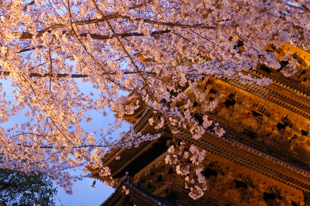 さくら　2011　夜桜**_b0080789_0105152.jpg