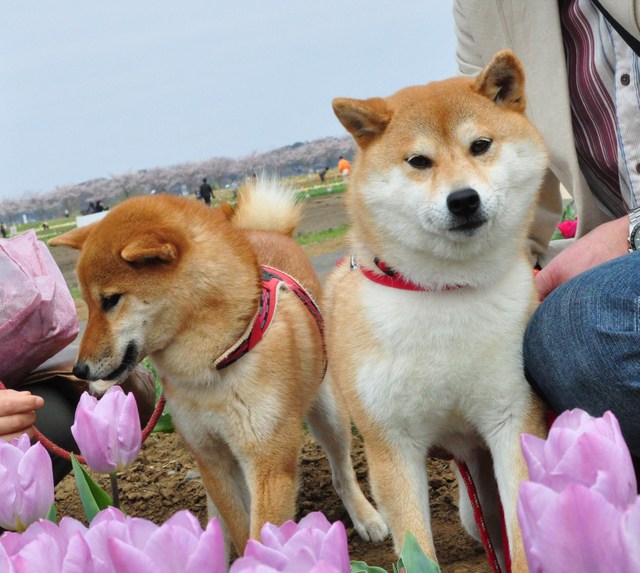 桜満開!風車で再会!_a0126590_030428.jpg