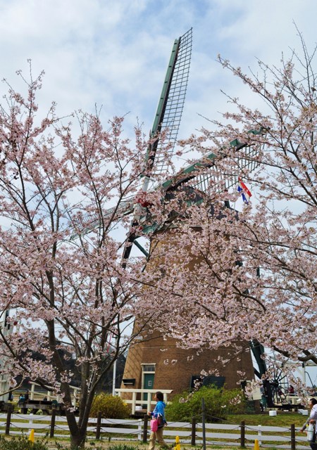 桜満開!風車で再会!_a0126590_045573.jpg