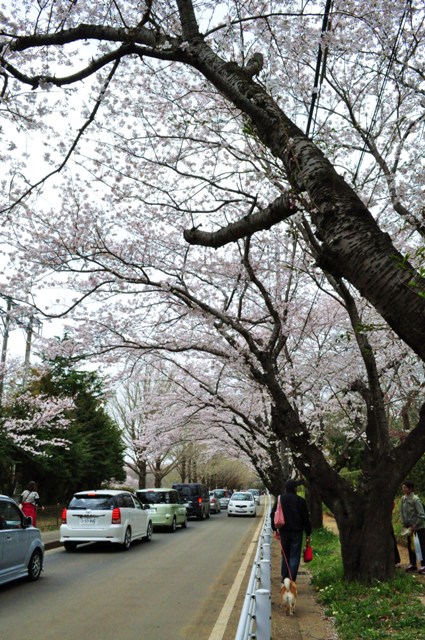 桜の木の下で_a0126590_21501282.jpg