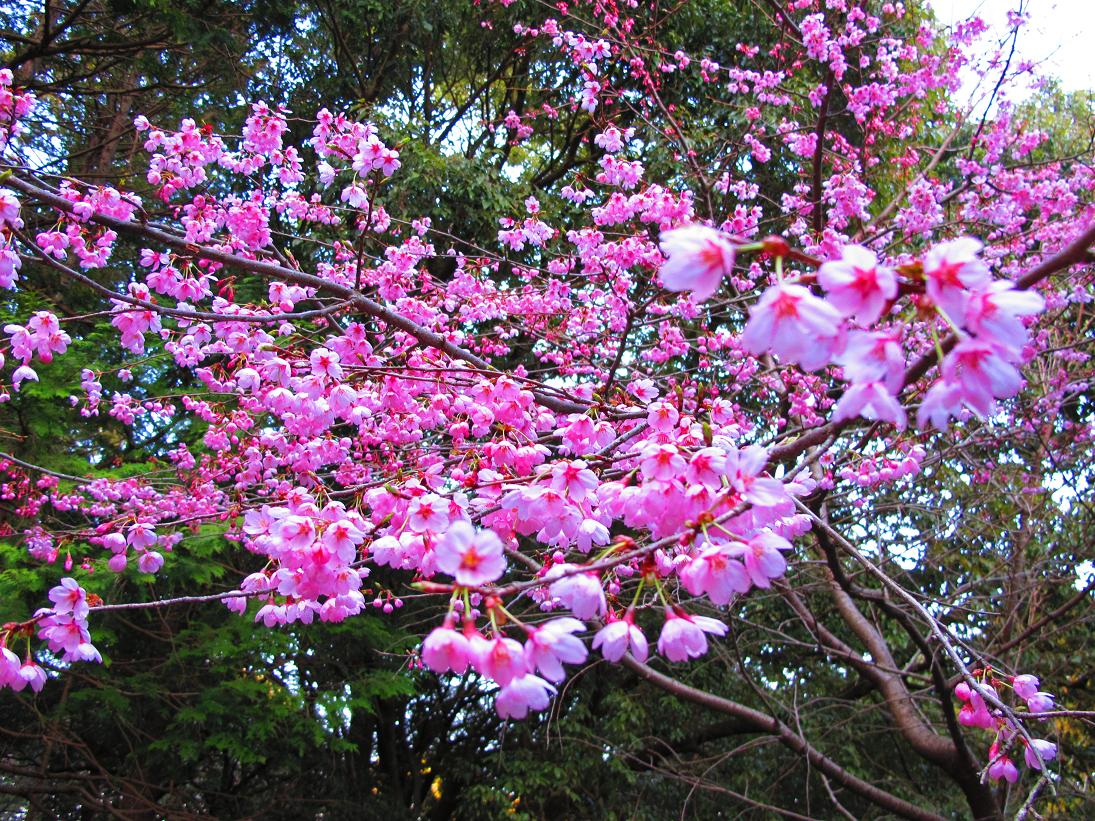 masa日記～桜咲く_d0144792_4315743.jpg