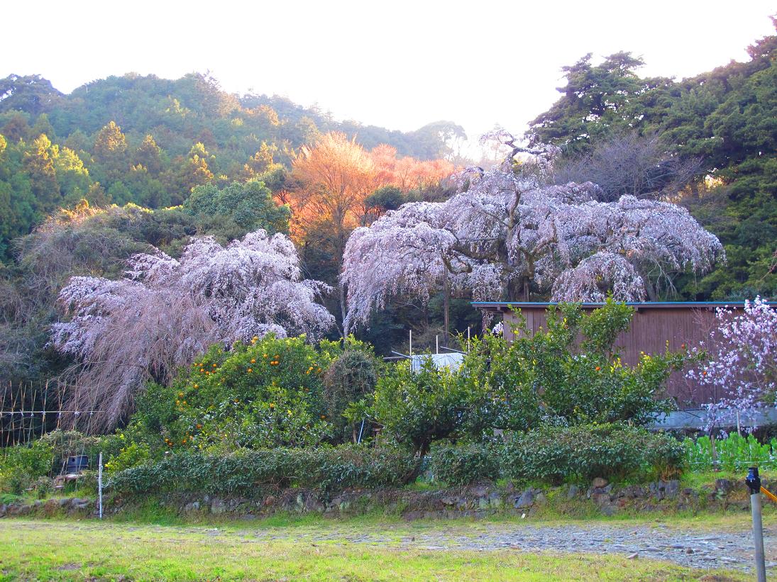 masa日記～桜咲く_d0144792_432375.jpg