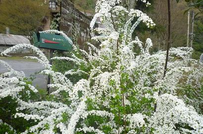 野山の植物探訪_d0087595_9282539.jpg