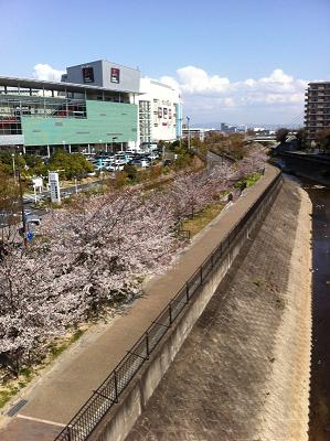 桜_f0204295_17391525.jpg