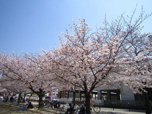 桜_f0204295_17472515.jpg