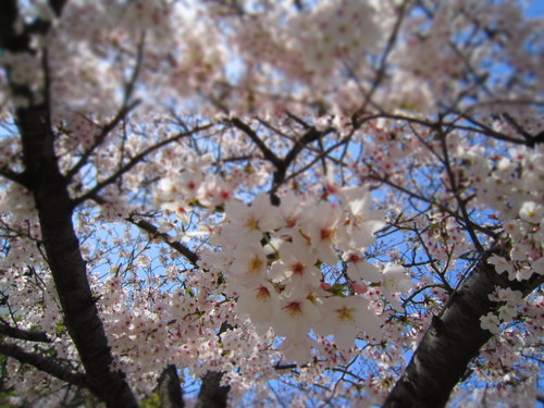 桜_f0204295_17493784.jpg