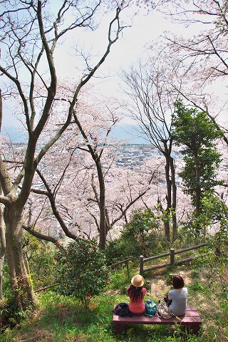 蒲原・御殿山の桜_a0023397_22285329.jpg