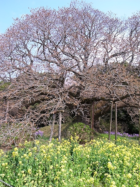 花見ポタ～印旛沼吉高の大桜_d0081997_2237488.jpg