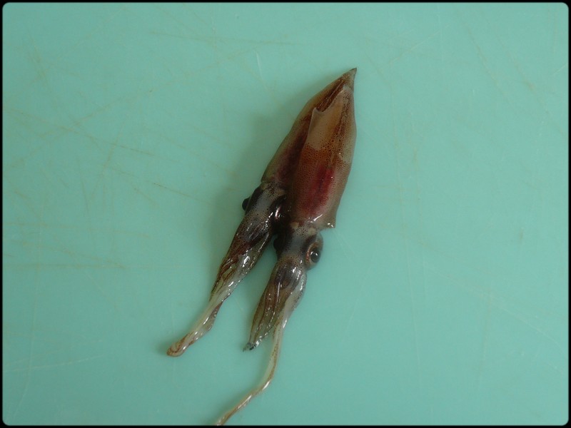 ホタルイカの仕込み方 魚と野菜と私と和ノ香