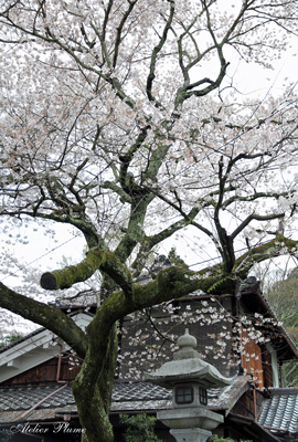 哲学の道~南禅寺_e0154202_9392550.jpg