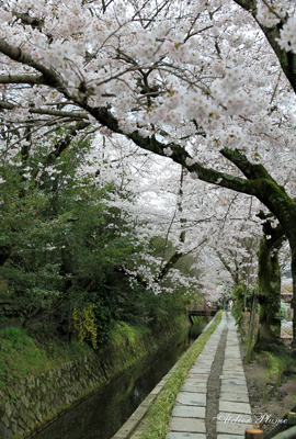 哲学の道~南禅寺_e0154202_939831.jpg