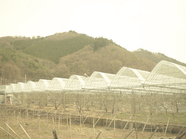 ハウスの修復作業_b0181406_2218442.jpg