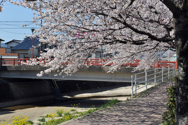 太宰府の桜2011_a0042310_13521768.jpg