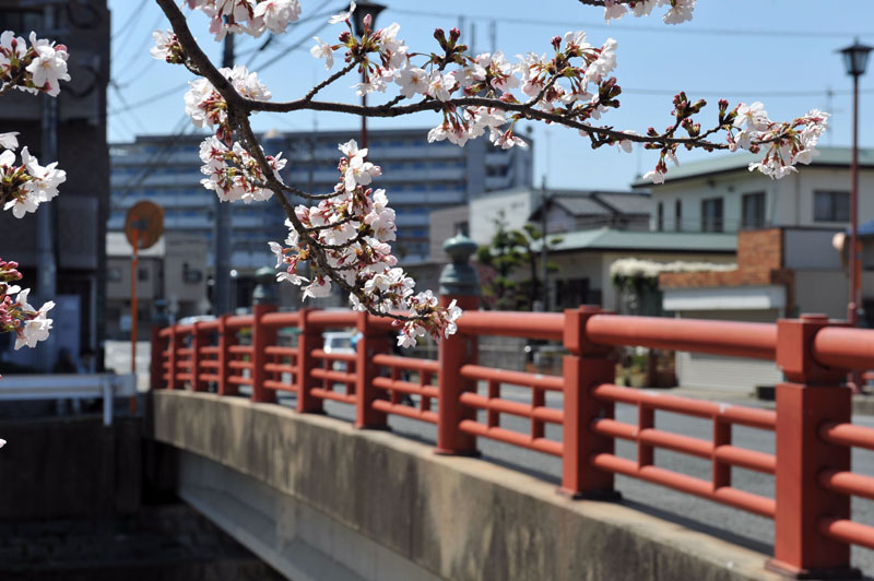 太宰府の桜2011_a0042310_13524253.jpg