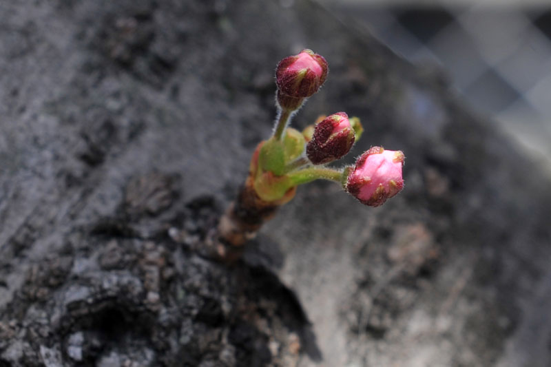 太宰府の桜2011_a0042310_13531656.jpg