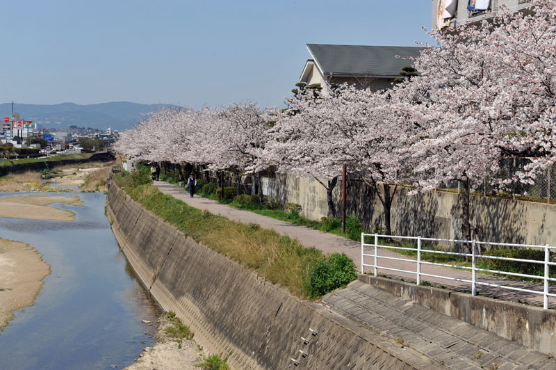 太宰府の桜2011_a0042310_1353454.jpg