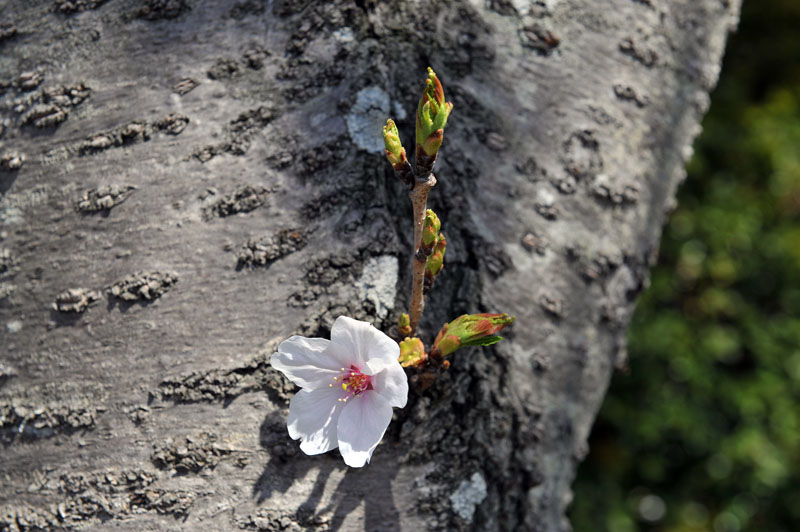 太宰府の桜2011_a0042310_1353501.jpg