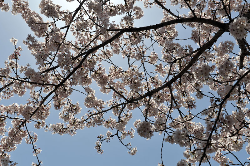 太宰府の桜2011_a0042310_1354980.jpg
