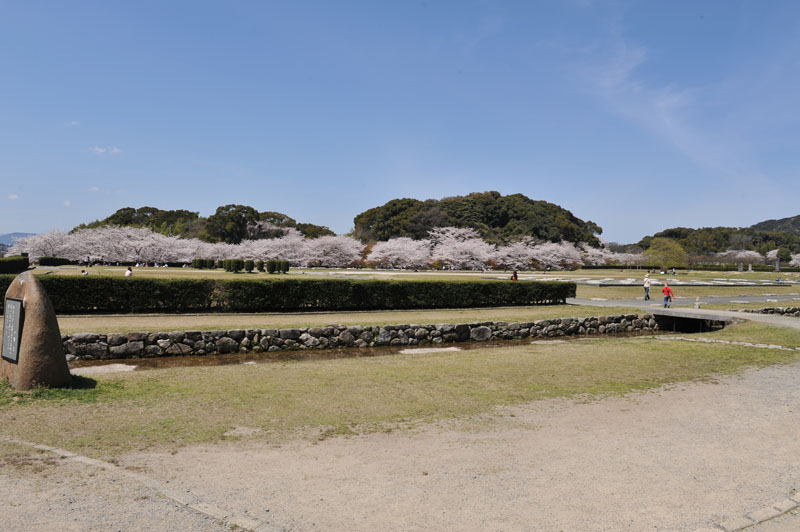 太宰府の桜2011_a0042310_13555535.jpg