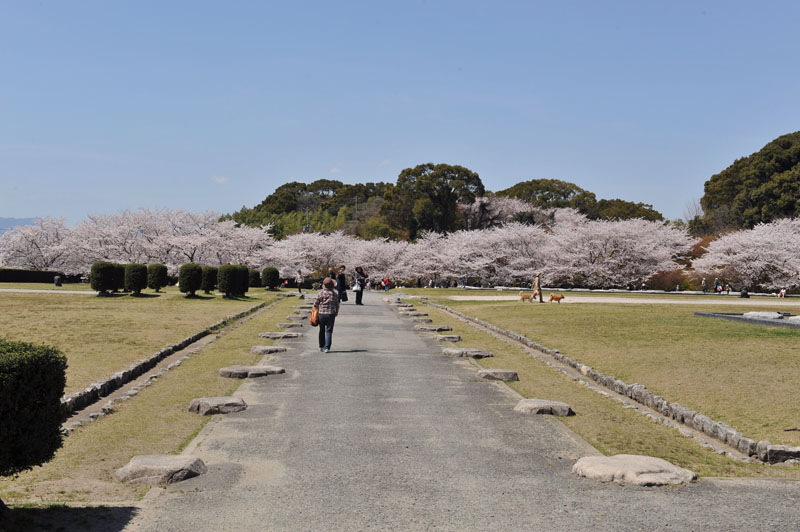 太宰府の桜2011_a0042310_13562225.jpg