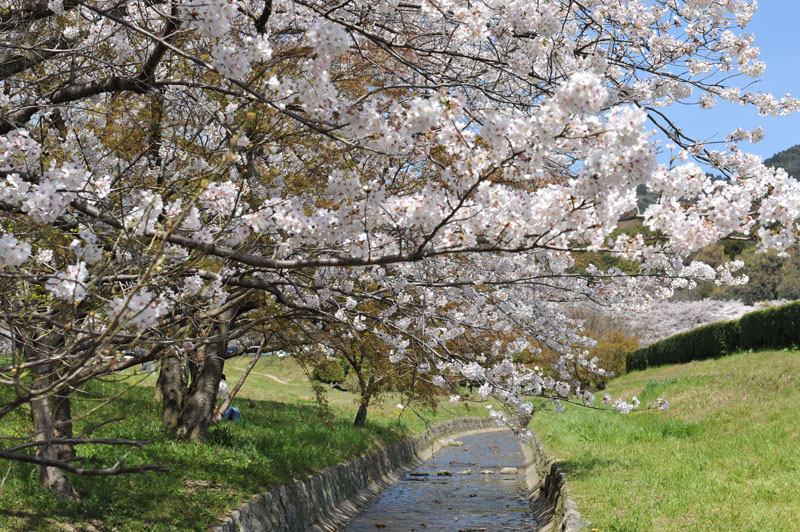 太宰府の桜2011_a0042310_1357551.jpg