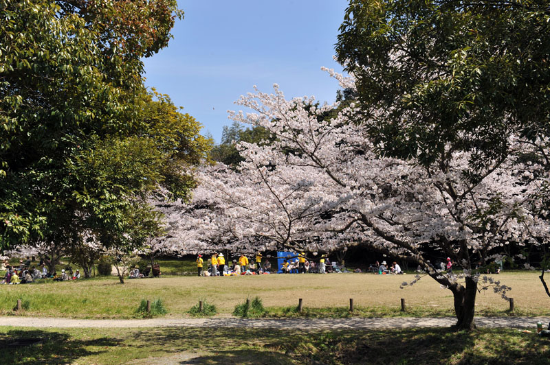 太宰府の桜2011_a0042310_13584694.jpg