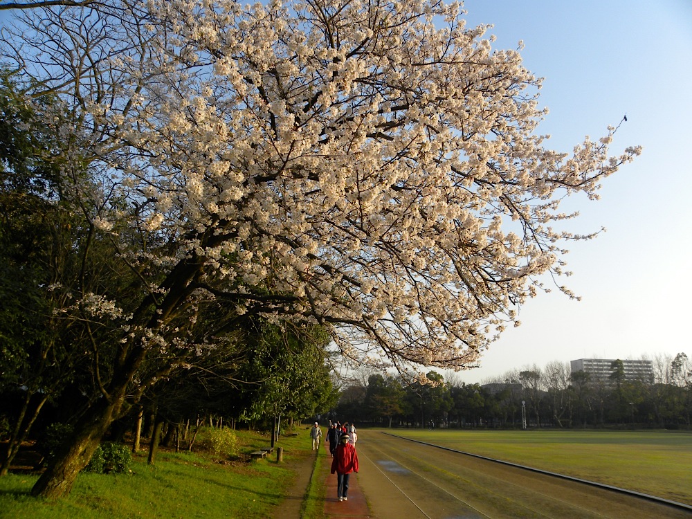 幾久公園【22】　4月12日（火）_c0078410_725893.jpg