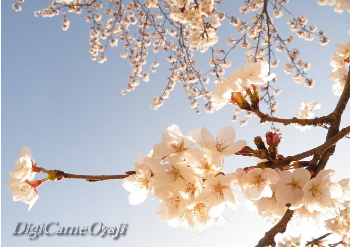 桜－八女市北川内小学校_a0042211_14591167.jpg