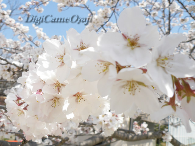 桜－八女市北川内小学校_a0042211_180876.jpg