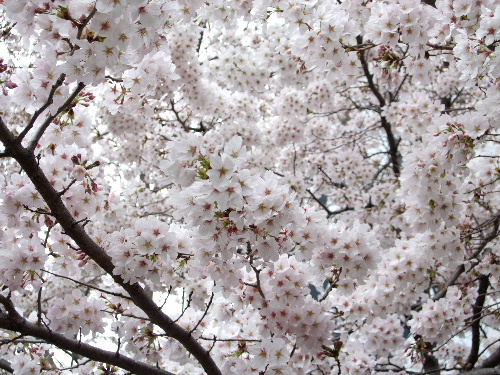 桜_c0006312_1831649.jpg