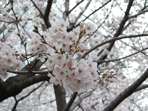 桜_c0006312_1832072.jpg