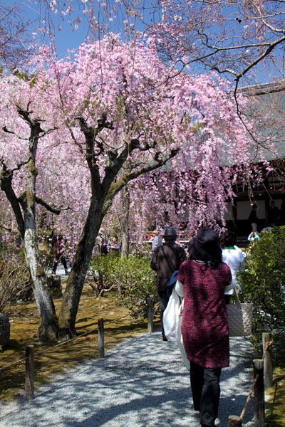 世界遺産の春 天龍寺_e0048413_21193527.jpg