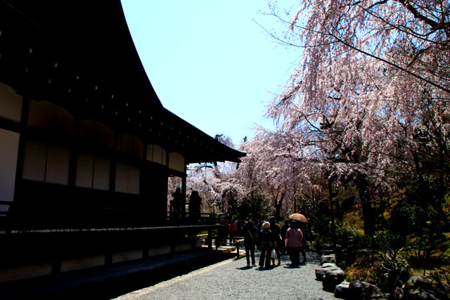 世界遺産の春 天龍寺_e0048413_21194819.jpg