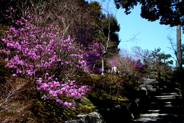 世界遺産の春 天龍寺_e0048413_21195632.jpg