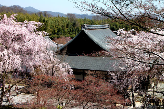 世界遺産の春 天龍寺_e0048413_2120810.jpg