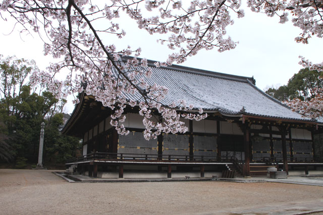 世界遺産の春 仁和寺_e0048413_2152182.jpg