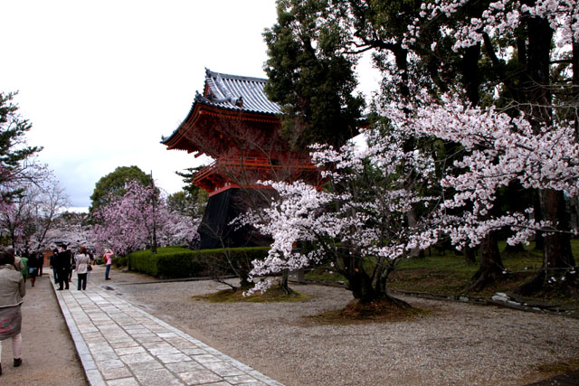 世界遺産の春 仁和寺_e0048413_21523266.jpg