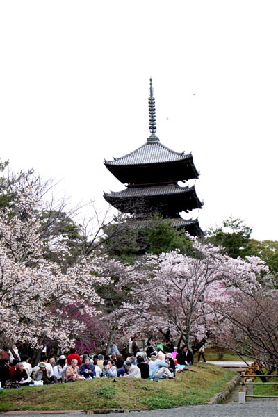 世界遺産の春 仁和寺_e0048413_21542058.jpg