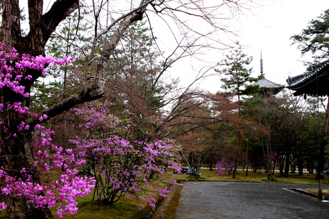 世界遺産の春 仁和寺_e0048413_2154393.jpg