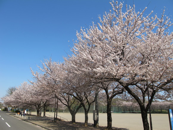 桜も満開_d0130714_2045208.jpg