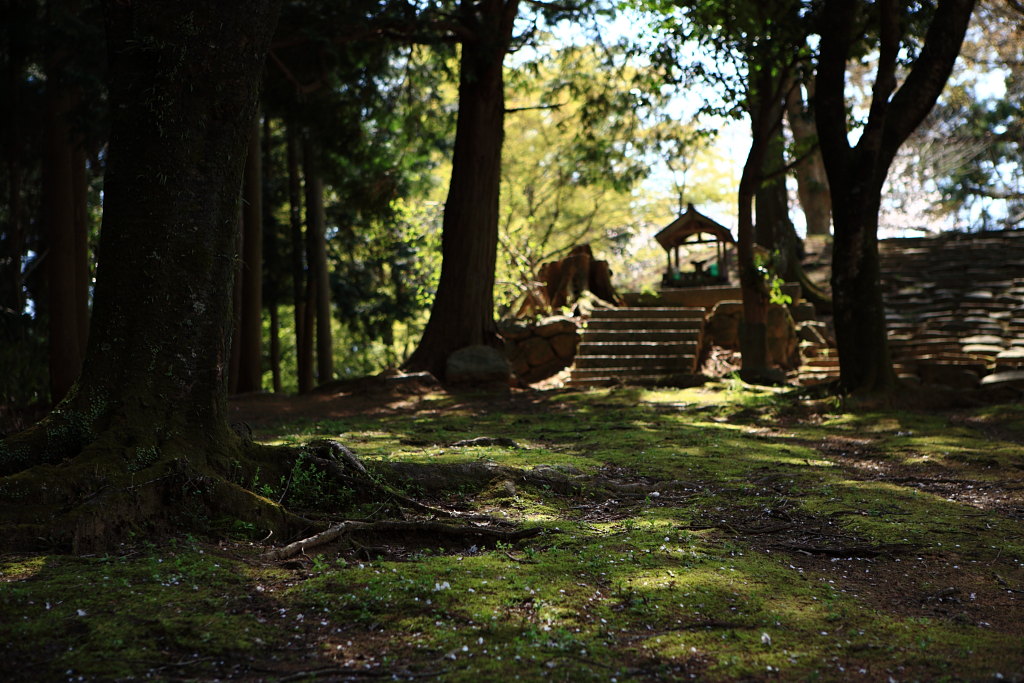 桜が満開の長谷寺_a0123415_16414845.jpg