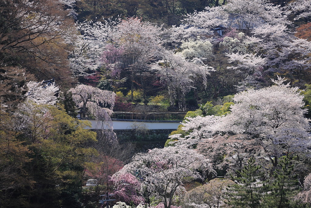 桜が満開の長谷寺_a0123415_16471992.jpg