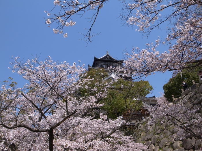 桜と広島城とその周辺_c0116915_23223491.jpg