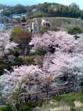 春の山_f0201116_1436697.jpg